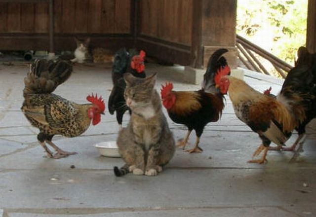 4 Cocks, 1 Pussy