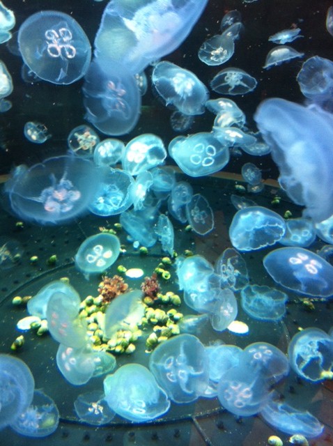 Ein Quallen-Aquarium!