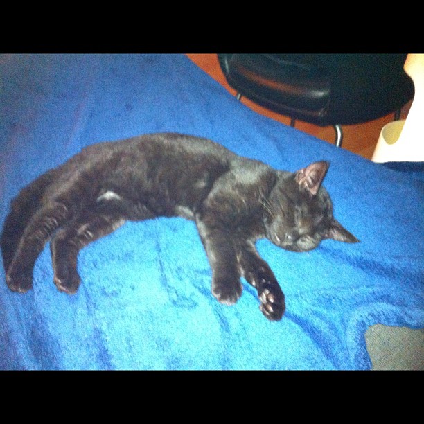 Awwww: zugelaufenes Katzenbaby