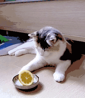Der linkische Mittwoch