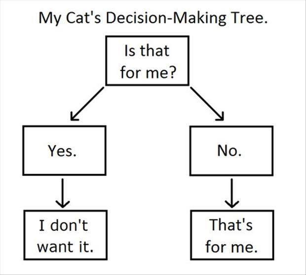 my cat's decision making tree