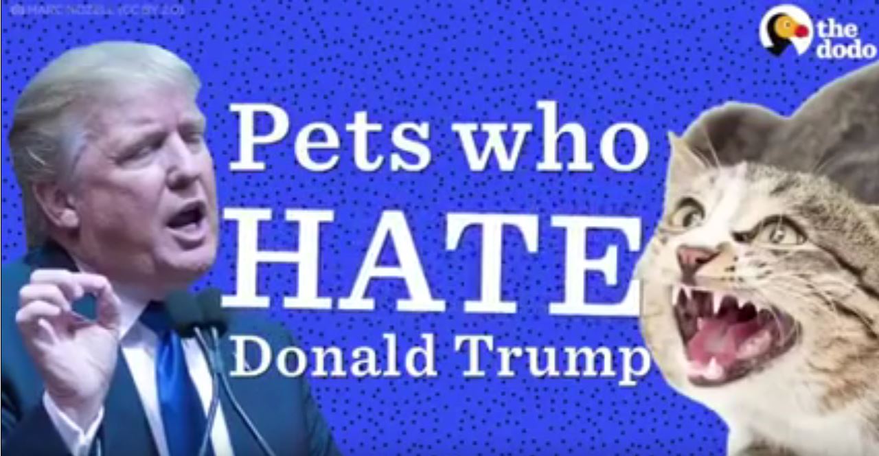 Pets who hate Donald Trump
